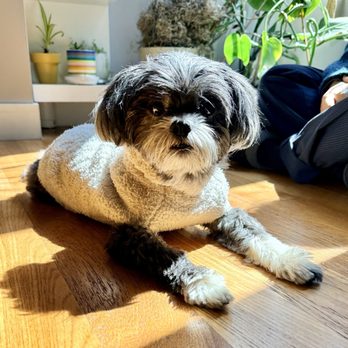 Paws at Peace At Home Pet Euthanasia - Our beloved pup - Veterinarians Near Me