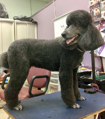 burlane cat and dog boutique