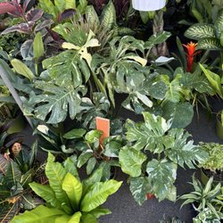 Mira Mesa Farmer's Market - Plants nice  selection