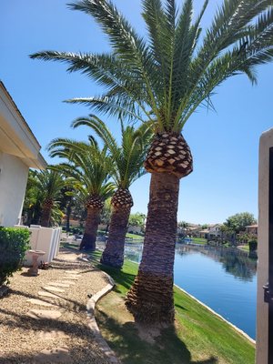 Tree Trimming - These are all separate tree jobs. Each and every tree trim job is different and gives every yard a fulfilling feel. Tree Trimming - These are all separate tree jobs. Each and every tree trim job is different and gives every yard a fulfilling feel.