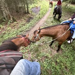 D-N-D Stables Guided Trail Rides