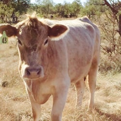 Winters Family Beef - Meet your meat!