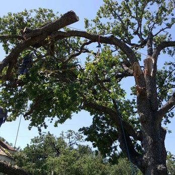 Austin Tree Patrol Services - difícil pero,no imposible.
elige idos por ser profesionales. - Tree Services Near Me - Austin, Texas