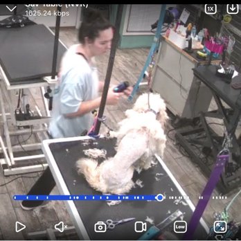 Cain's Dog House - Groomer shaving him down to his skin! - Pet Sitting Near Me - Pensacola, Florida