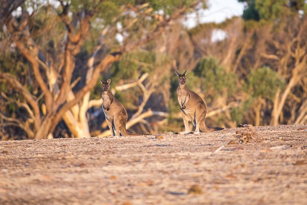 Exceptional Kangaroo Island by null