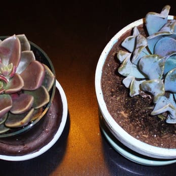 Sloat Garden Center - various echevaria (1 repotted by me) - Nurseries & Gardening Near Me - San Francisco, California Sloat Garden Center - various echevaria (1 repotted by me) - Nurseries & Gardening Near Me - San Francisco, California