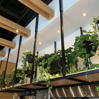 DOMU - Green plants - Ramen Near Me - Jacksonville, Florida DOMU - Green plants - Ramen Near Me - Jacksonville, Florida