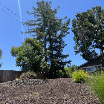 Martinez Quality Tree Service - Trabajar - Tree Services Near Me Martinez Quality Tree Service - Trabajar - Tree Services Near Me