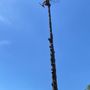 Photo of Eduardo's Tree Service
