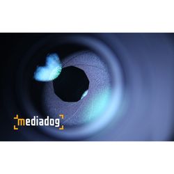 Media Dog