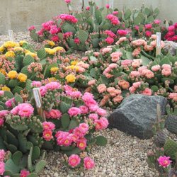 The Cactus Man - Our famous WALK IN BEAUTY™ hybrid prickly pear cacti hardy to -20 degrees F