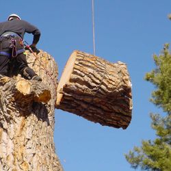 New Beginning Tree Service Company