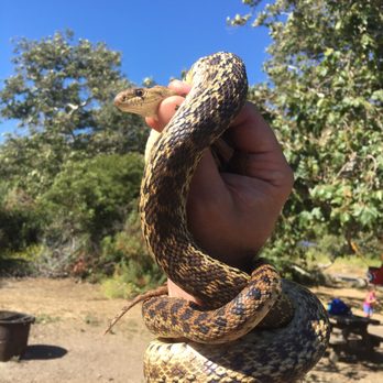 Leo Carrillo Campground - Caught a gopher snake in our campsite, safely released - Beaches Near Me - Malibu, California