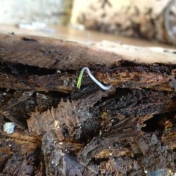 Construction Plumbing