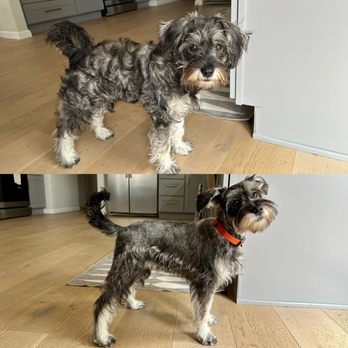 Classic Tails - Before and After! Amazing! - Pet Groomers Near Me - Petaluma, California Classic Tails - Before and After! Amazing! - Pet Groomers Near Me - Petaluma, California