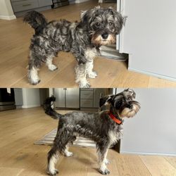 Classic Tails - Before and After! Amazing!