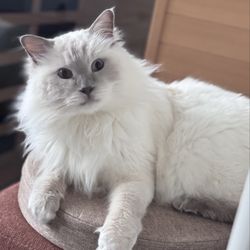 Westside Pets