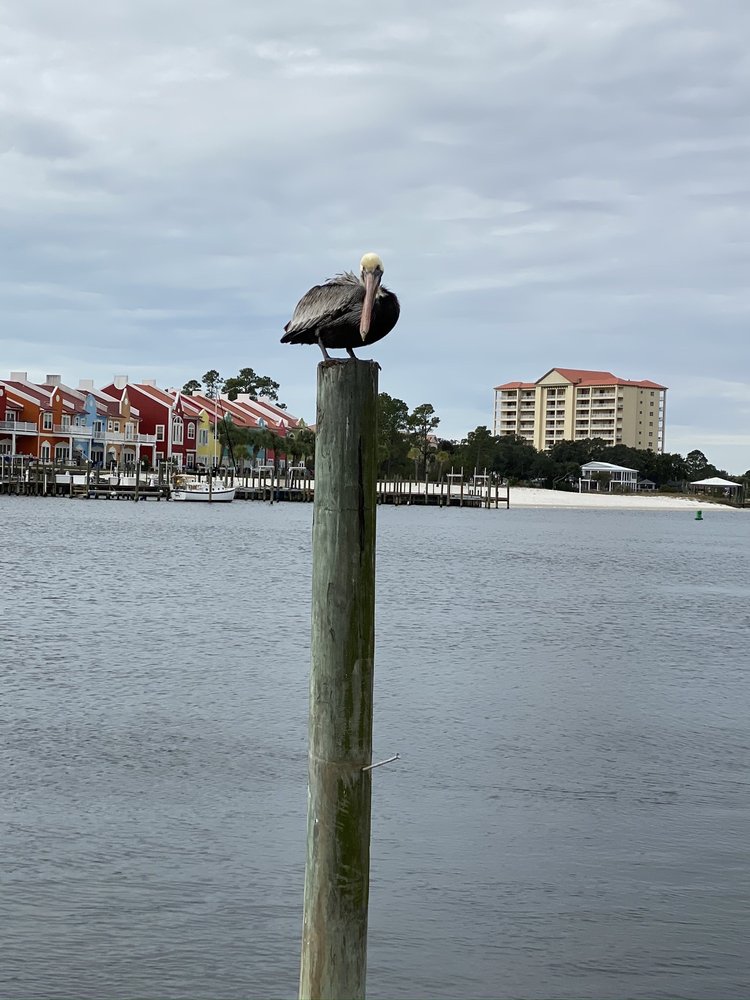 GOFISHREDFISH BAIT AND TACKLE Updated October 2024 13506 Perdido