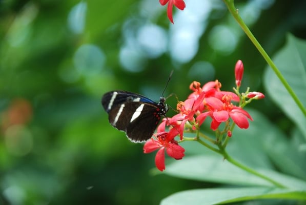 The Key West Butterfly and Nature Conservatory by null