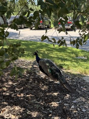 The Contemporary Austin - Laguna Gloria by null