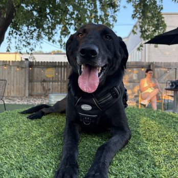 Omaha Dog Bar - Dog Parks Near Me - Omaha, Nebraska Omaha Dog Bar - Dog Parks Near Me - Omaha, Nebraska