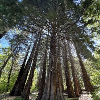Heaps Peak Arboretum  - Botanical Gardens Near Me - Lake Arrowhead, California