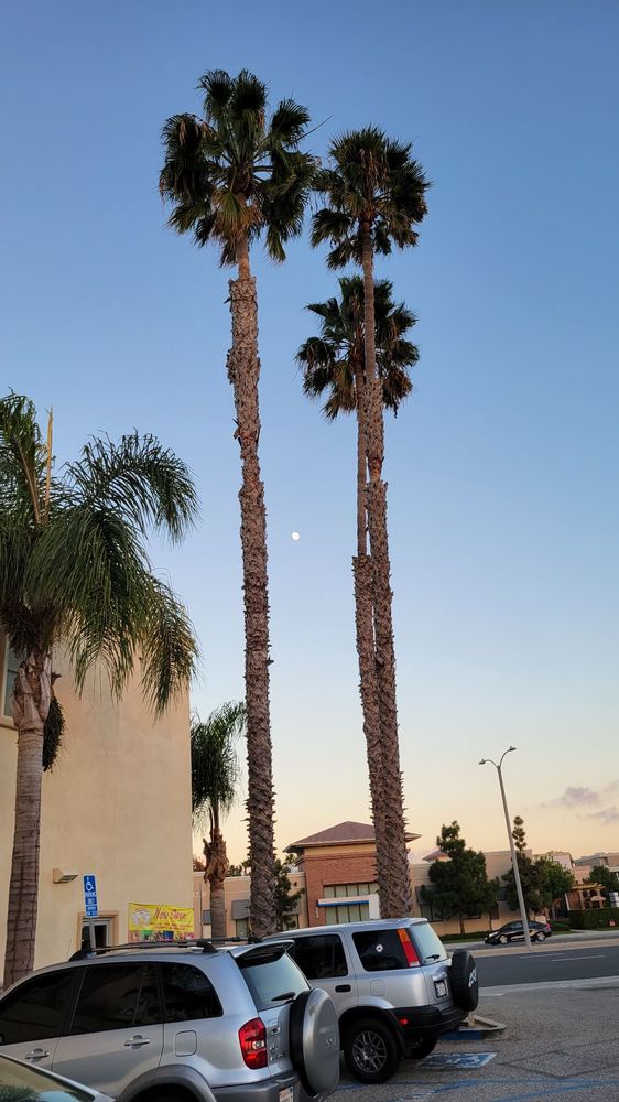 El Torito