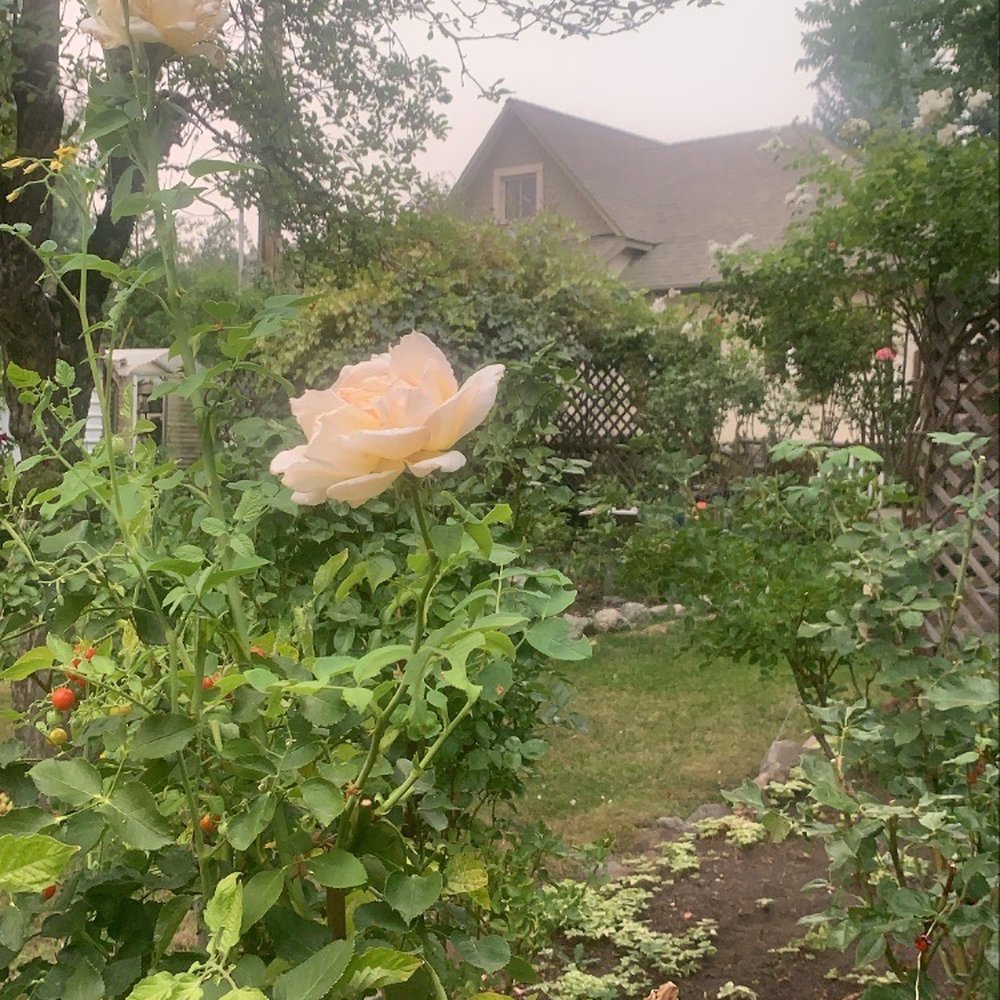 Dream Inn - Garden in backyard - Bed & Breakfast Near Me - Mount Shasta, California Dream Inn - Garden in backyard - Bed & Breakfast Near Me - Mount Shasta, California