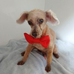 My toy poodle doing so much better after regular treatments! My toy poodle doing so much better after regular treatments!