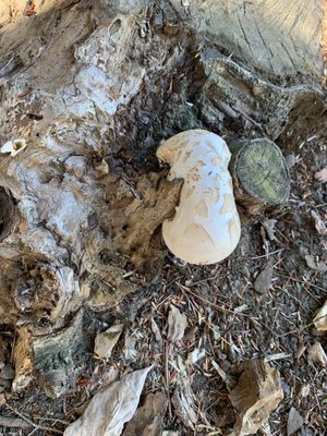 Cochituate State Park by null