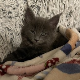 Our little kitten Miko. Our little kitten Miko.