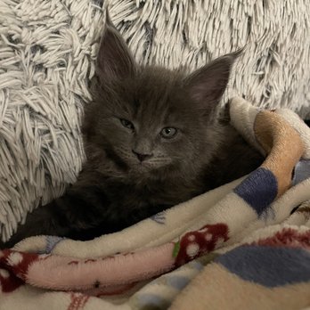 Big Cat USA cattery - Our little kitten Miko. - Pet Breeders Near Me Big Cat USA cattery - Our little kitten Miko. - Pet Breeders Near Me