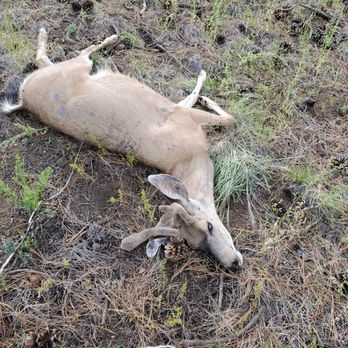 Bull Basin Archery - Successful hunt - Hunting & Fishing Supplies Near Me - Flagstaff, Arizona Bull Basin Archery - Successful hunt - Hunting & Fishing Supplies Near Me - Flagstaff, Arizona