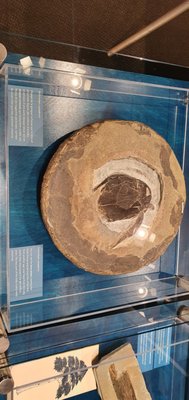 Miguasha National Park by null