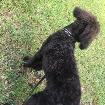 All Pets Grooming Salon - Also after haircut - Pet Groomers Near Me - Jacksonville, Florida