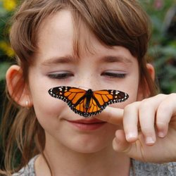 Beech Creek Gardens - A young visitors attempts to place a Monarch butterfly on her nose inside the Butterfly House.