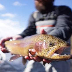 On The Fly Excursions - Catch and release!