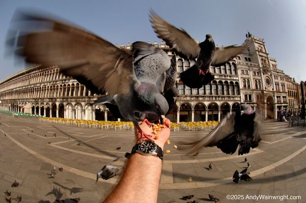 Piazza San Marco by null