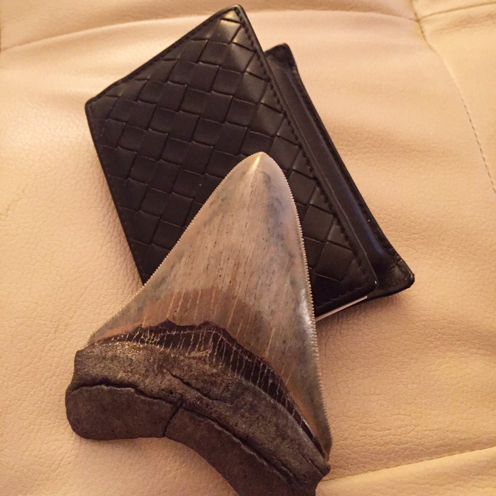 Bottega Veneta - Megalodon sharks tooth with my men's Bottega wallet. - Leather Goods Near Me - San Francisco, California Bottega Veneta - Megalodon sharks tooth with my men's Bottega wallet. - Leather Goods Near Me - San Francisco, California