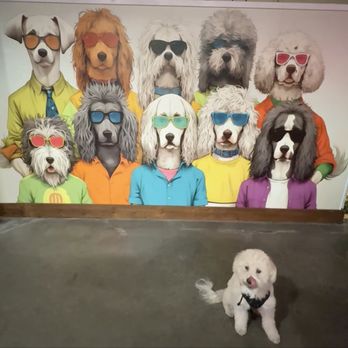Pure Pawsh - Pet Stores Near Me - San Diego, California