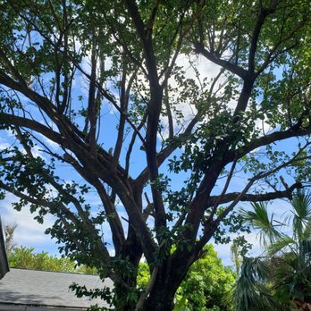 Turney Tree Service - Tree Services Near Me Turney Tree Service - Tree Services Near Me