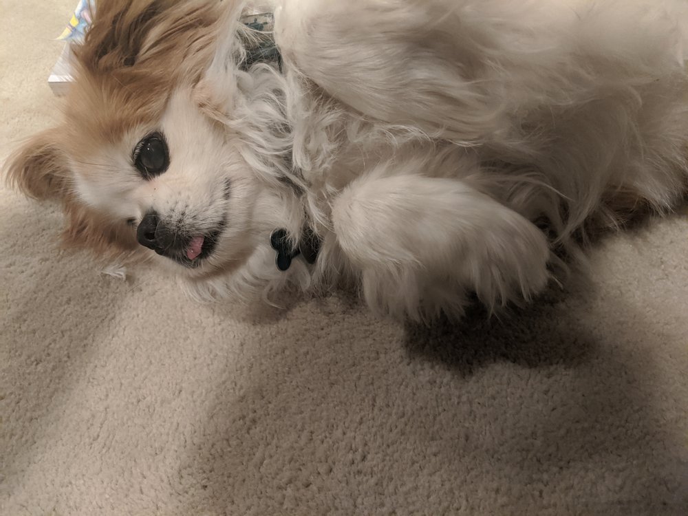 BUBBLES MOBILE PET GROOMING Updated July 2024 Fairfax, Virginia