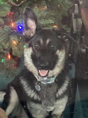 covington petco grooming