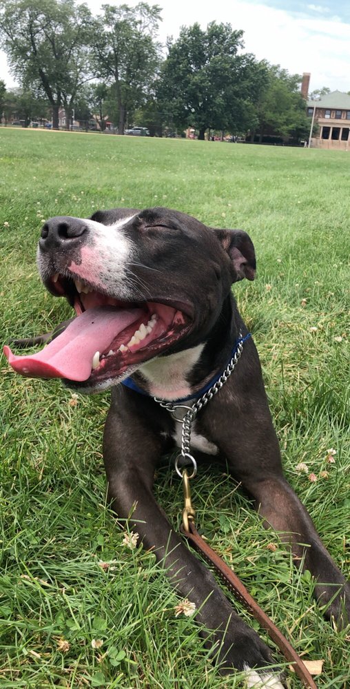 DIVERSEY ANIMAL HOSPITAL 32 Reviews 5540 W Diversey Ave, Chicago