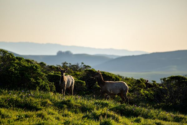 Tomales Point Trailhead by null