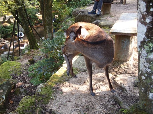 Momijidani Park by null