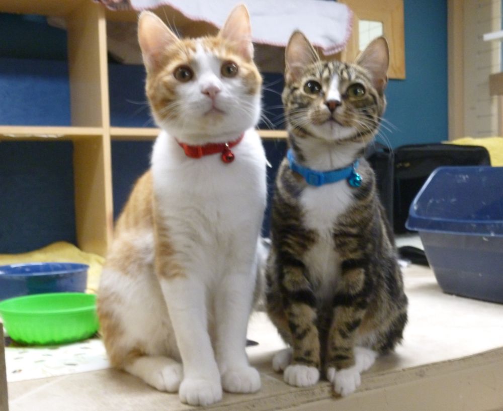 o Jupiter Florida Real Estate For Sale