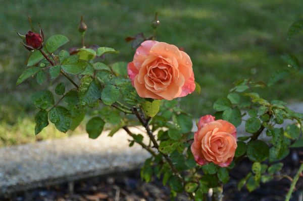 Birmingham Botanical Gardens by null