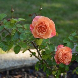 Birmingham Botanical Gardens - Roses