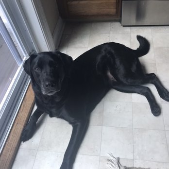 Debbie's Dog Grooming - Pet Services Near Me - Old Saybrook, Connecticut